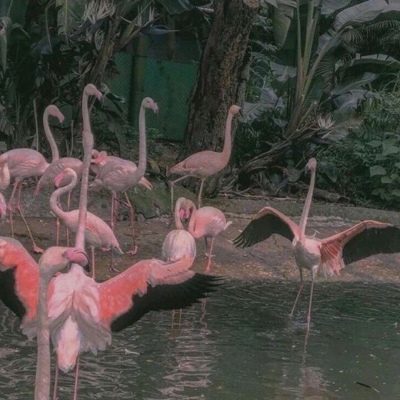 花……还有你