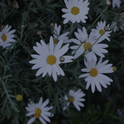 花……还有你