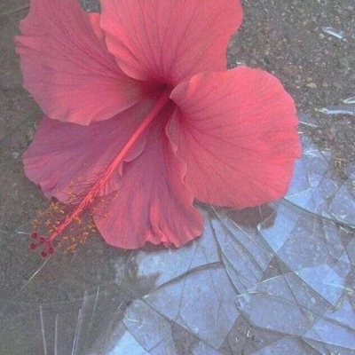 花……还有你