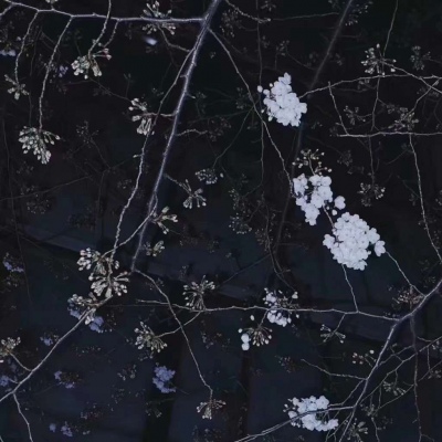 林江/林妃卿||背景图_今晚的风景真美啊。