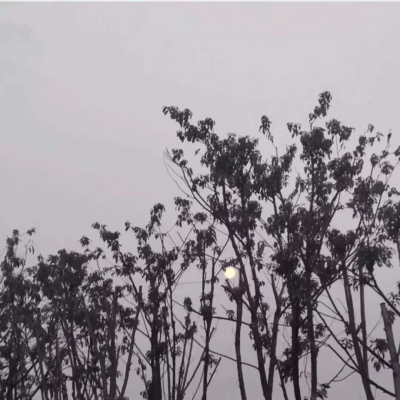 林江/林妃卿||背景图_今晚的风景真美啊。