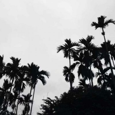 林江/林妃卿||背景图_今晚的风景真美啊。