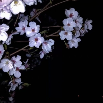 风景静物背景/花朵美图?给你最好的一切