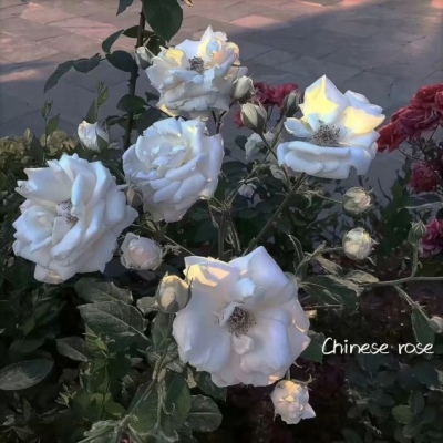 风景静物背景/花朵美图?给你最好的一切
