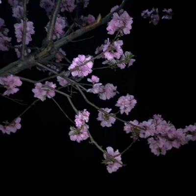 风景静物背景/花朵美图?给你最好的一切