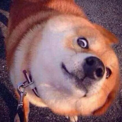 动物头像/前猫咪和后狗狗/可爱合集?