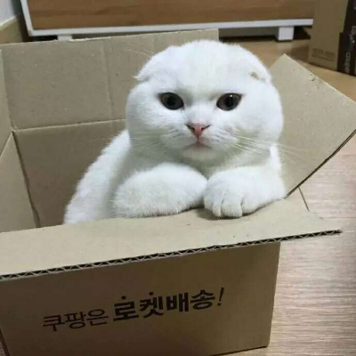 动物头像/前猫咪和后狗狗/可爱合集?