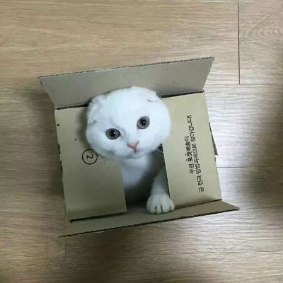 动物头像/前猫咪和后狗狗/可爱合集?