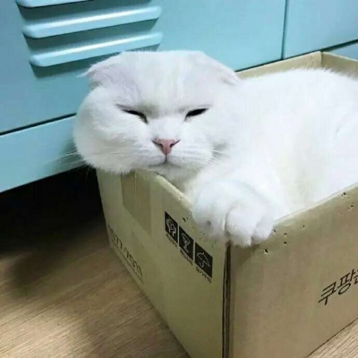 动物头像/前猫咪和后狗狗/可爱合集?
