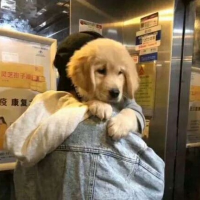 动物头像/前猫咪和后狗狗/可爱合集?