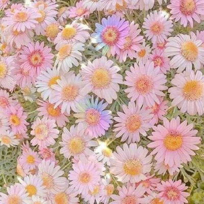 唯美粉色美图     小仙女背景~