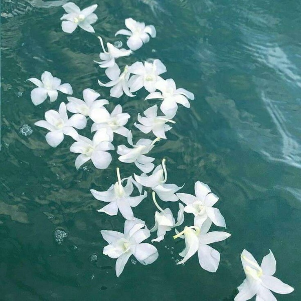 苏濯:干净绿色系风景图 做个少女 心中藏诗 脸上抹奶油.
