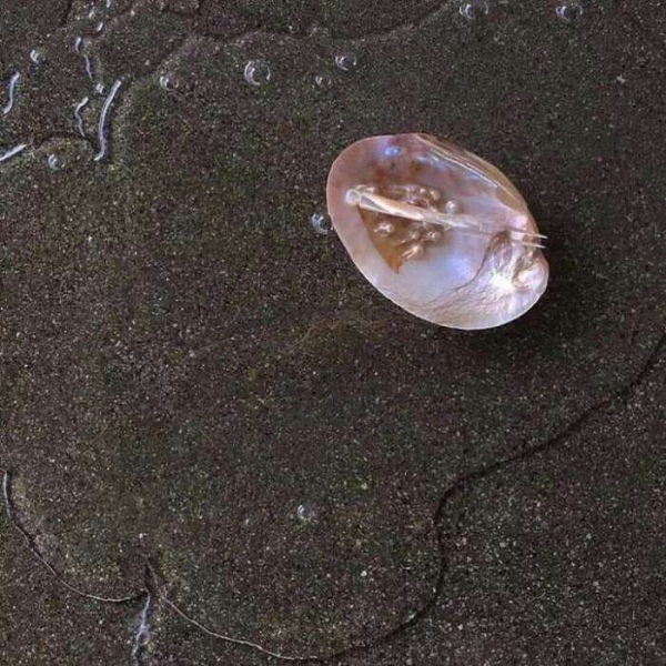 白灏宇:风景静物头像/背景图/亮晶晶/人间城里皆是众生，难逃世俗