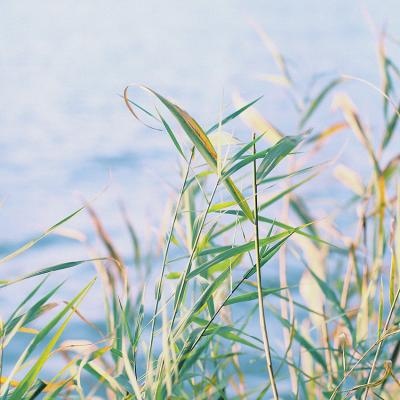 微信静物头像/想就这样静静地陪你很久，就算彗星撞向了地球