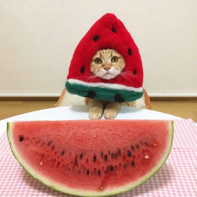 贪吃喵 kibimomo