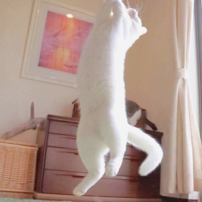 苏辙│可爱猫咪头像│我希望每天清晨看到的都是你?