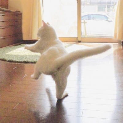 苏辙│可爱猫咪头像│我希望每天清晨看到的都是你?