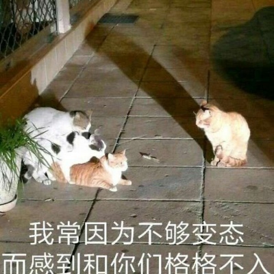 芯儿    搞笑沙雕表情包头像