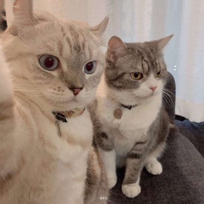 BEii/猪猪/以及不知道名字的小可爱喵