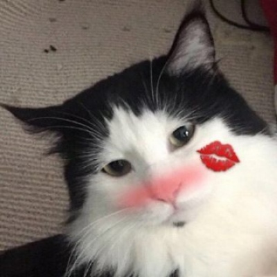 沈曦：可爱卡哇伊猫咪头像 你是我患得患失的梦.