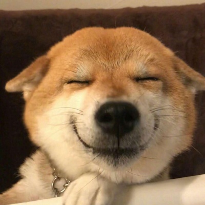 请接收今日份的开心_超可爱的小柴柴