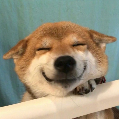请接收今日份的开心_超可爱的小柴柴
