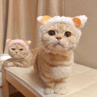 芯儿     可爱猫猫