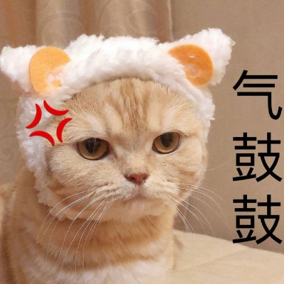 芯儿     可爱猫猫