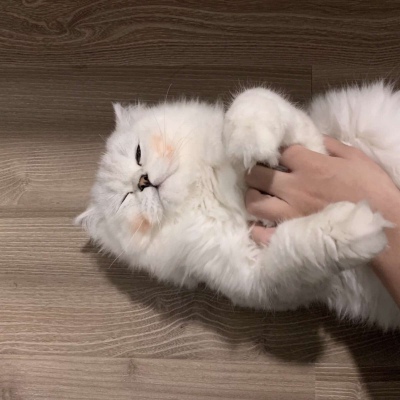 猫咪同框 情侣头像?