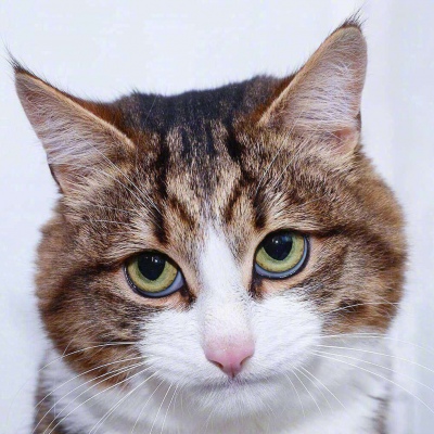 猫咪头像/可爱/搞怪/  你的世界可以有很多人而猫咪的世界全是你?