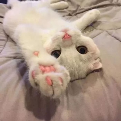 可爱的猫，喜欢猫求收藏和赞
