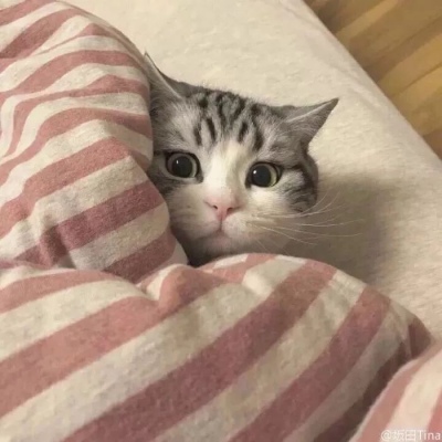 可爱的猫，喜欢猫求收藏和赞