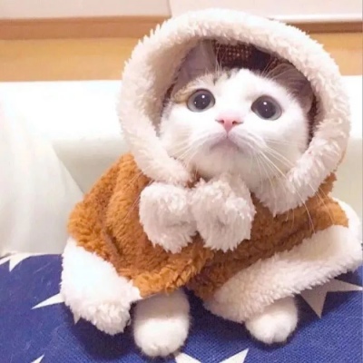 可爱的猫，喜欢猫求收藏和赞