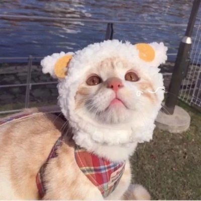 可爱的猫，喜欢猫求收藏和赞