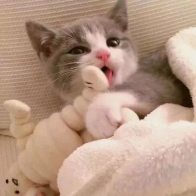 可爱的猫，喜欢猫求收藏和赞