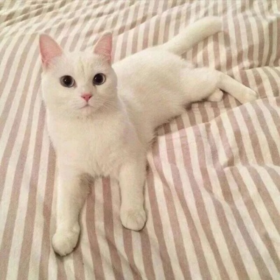 可爱的猫，喜欢猫求收藏和赞