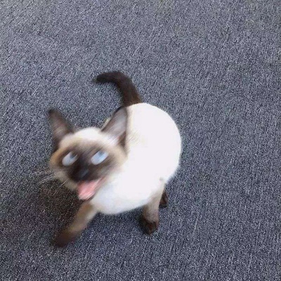 可爱的猫，喜欢猫求收藏和赞