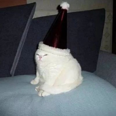 可爱的猫，喜欢猫求收藏和赞
