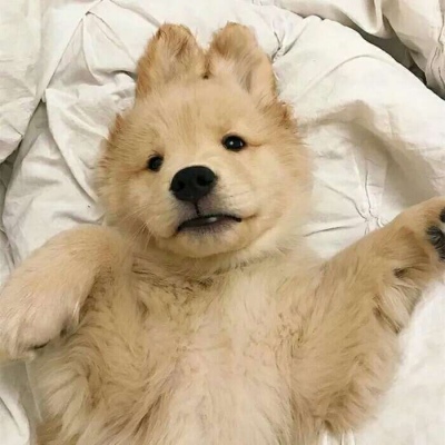 微信 狗子猫咪头像 可耐
