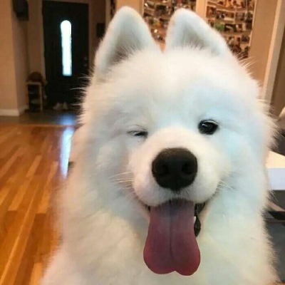 微信 狗子猫咪头像 可耐