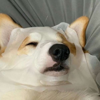 沙雕 微信头像