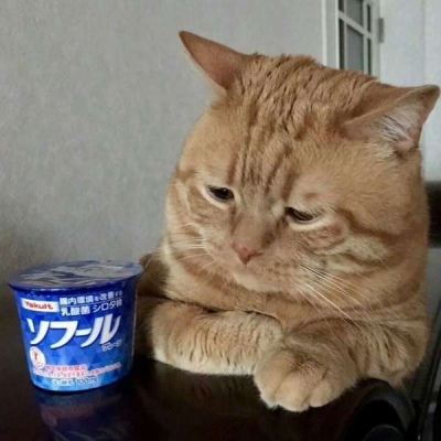 沙雕 微信头像