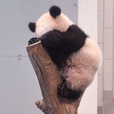可爱的熊猫头像   还好我是个小胖子，难过可以摸摸自己的小肚子
