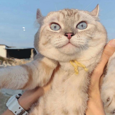 沈倦/狗狗头像 猫咪壁纸