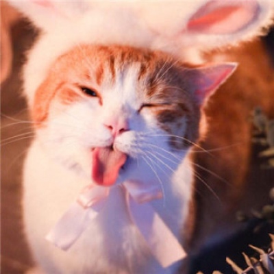 沈曦:可爱猫咪头像