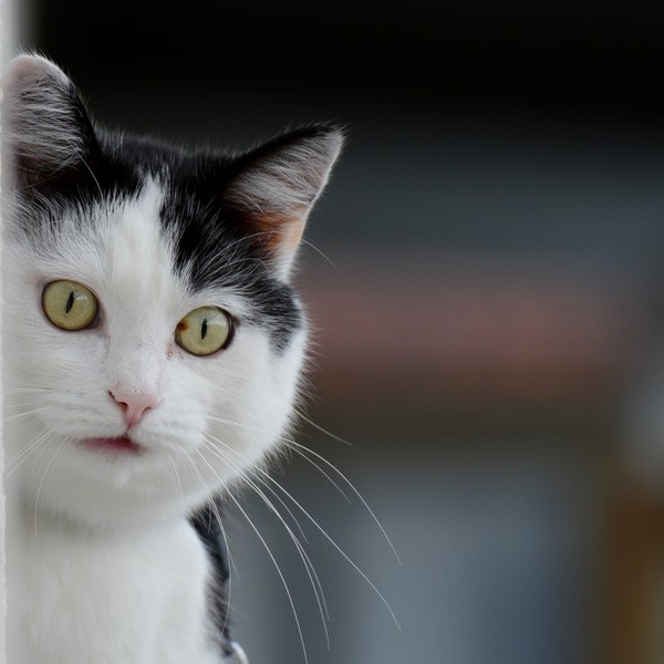 搞怪可爱的猫咪头像