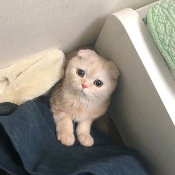 搞怪可爱的猫咪头像