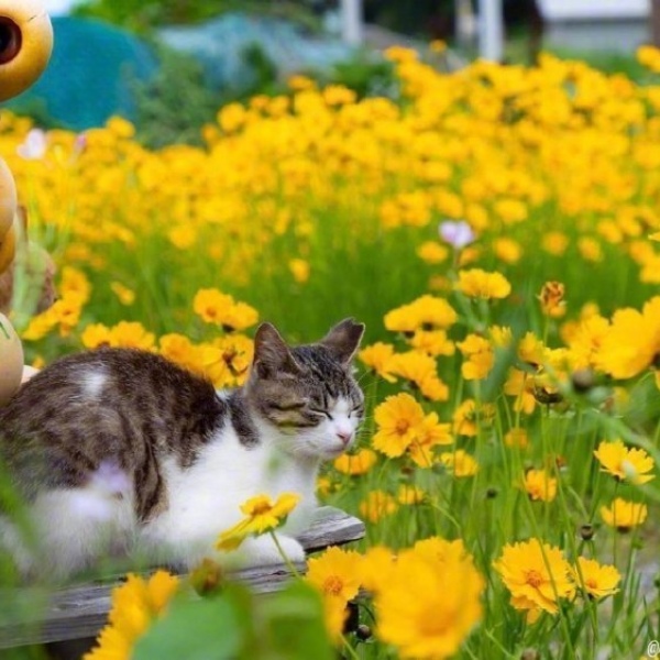 可爱猫咪/唯美风景/头像背景图/今日份治愈。