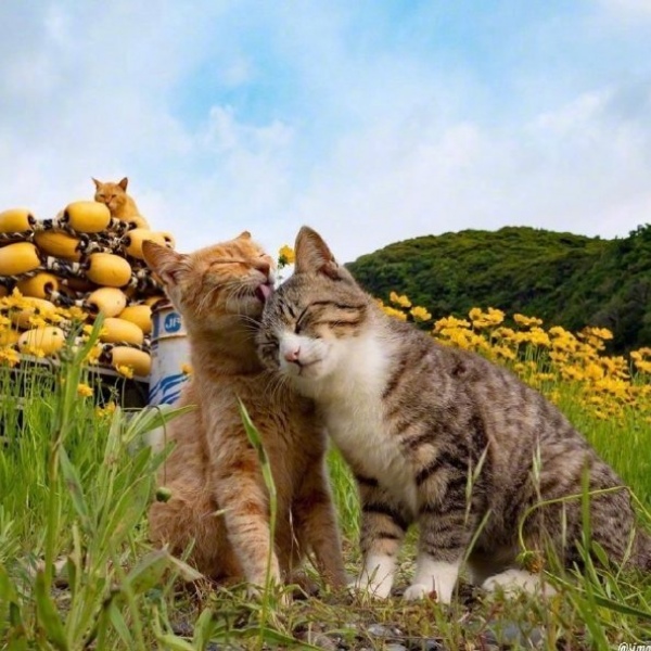 可爱猫咪/唯美风景/头像背景图/今日份治愈。