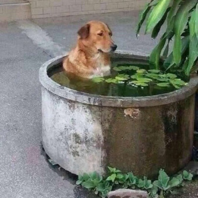 沙雕头像